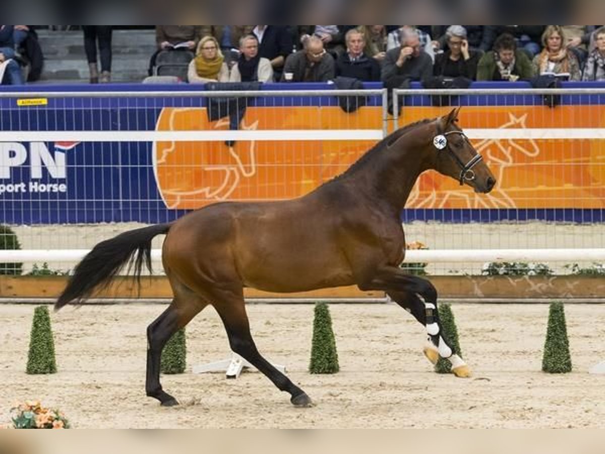 KWPN Gelding 12 years 16,2 hh Brown in Emsb&#xFC;ren