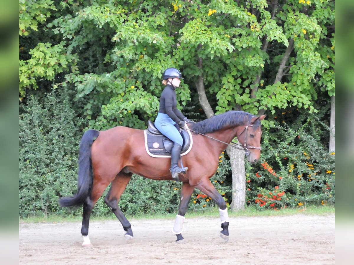 KWPN Gelding 12 years 16,2 hh Brown in Schattendorf