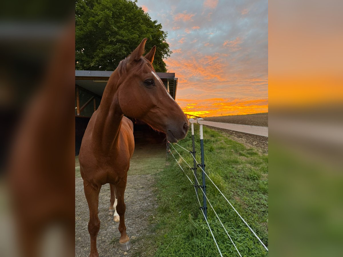 KWPN Gelding 12 years 16,2 hh Chestnut-Red in Rosenberg