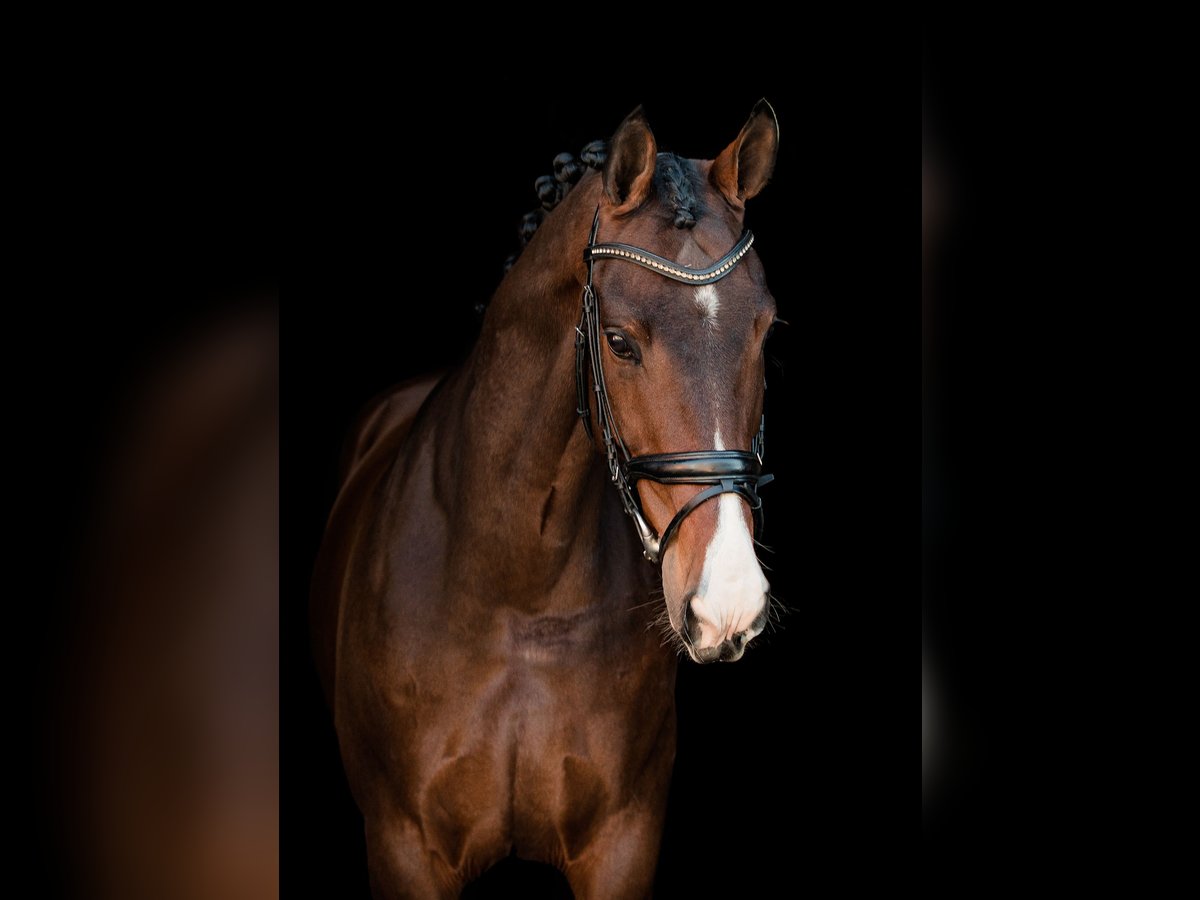 KWPN Gelding 12 years 17 hh in Denekamp