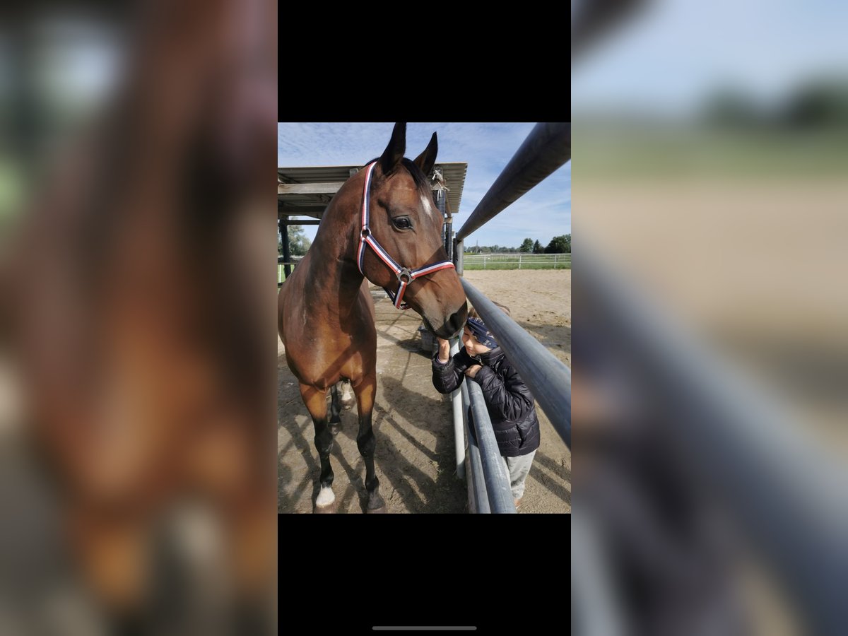 KWPN Gelding 13 years 16 hh Brown in Wolfurt