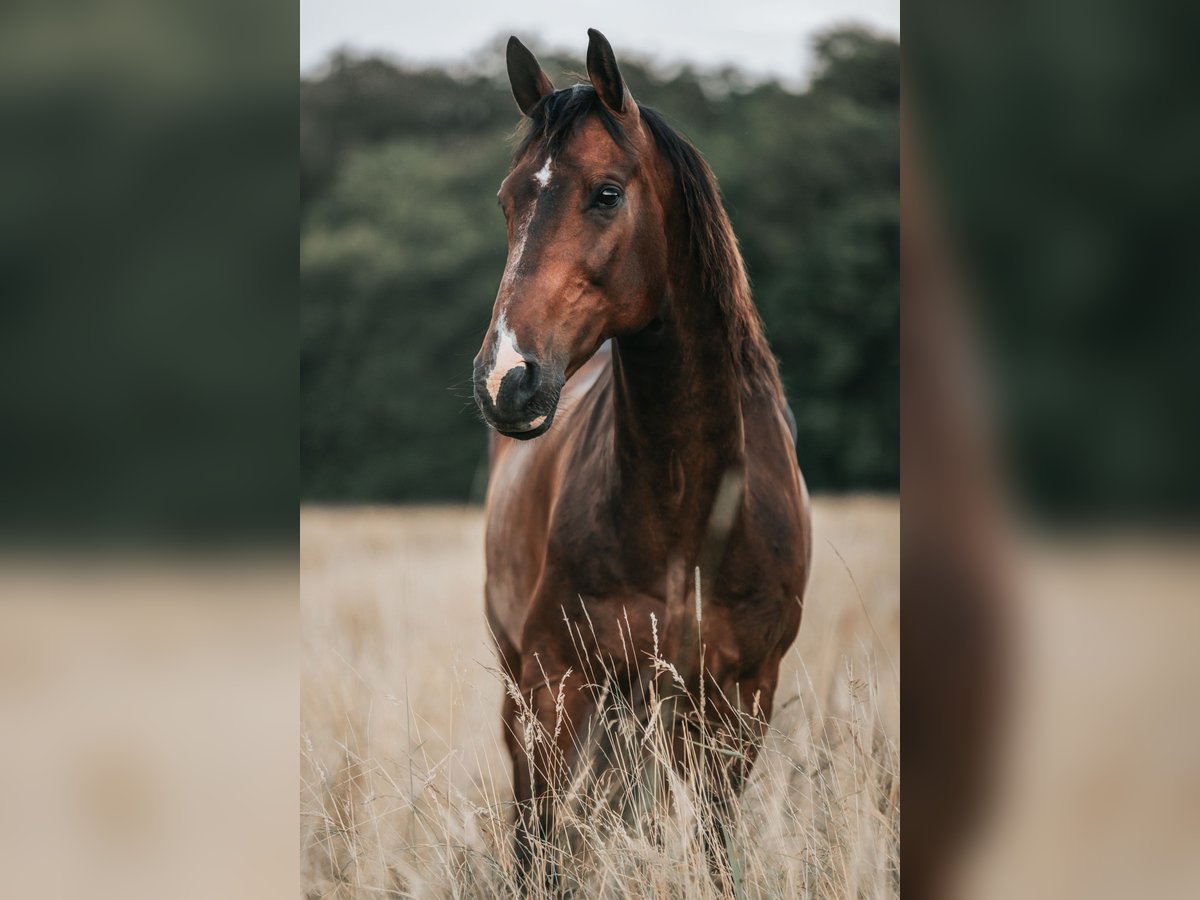 KWPN Gelding 13 years 16,1 hh Bay-Dark in Boppard