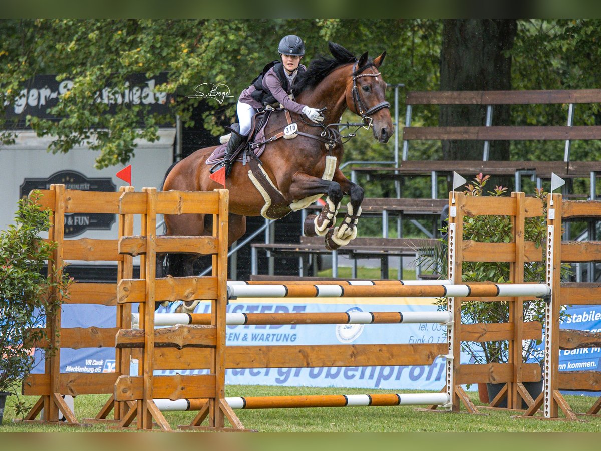 KWPN Gelding 13 years 16,1 hh Bay-Dark in Zingst