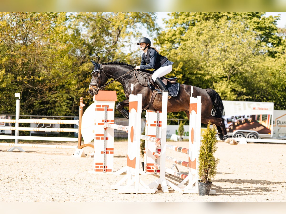 KWPN Gelding 13 years 16,2 hh Bay-Dark in Perl