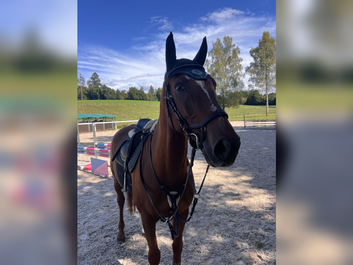 KWPN Gelding 13 years 16,2 hh Chestnut in Uster