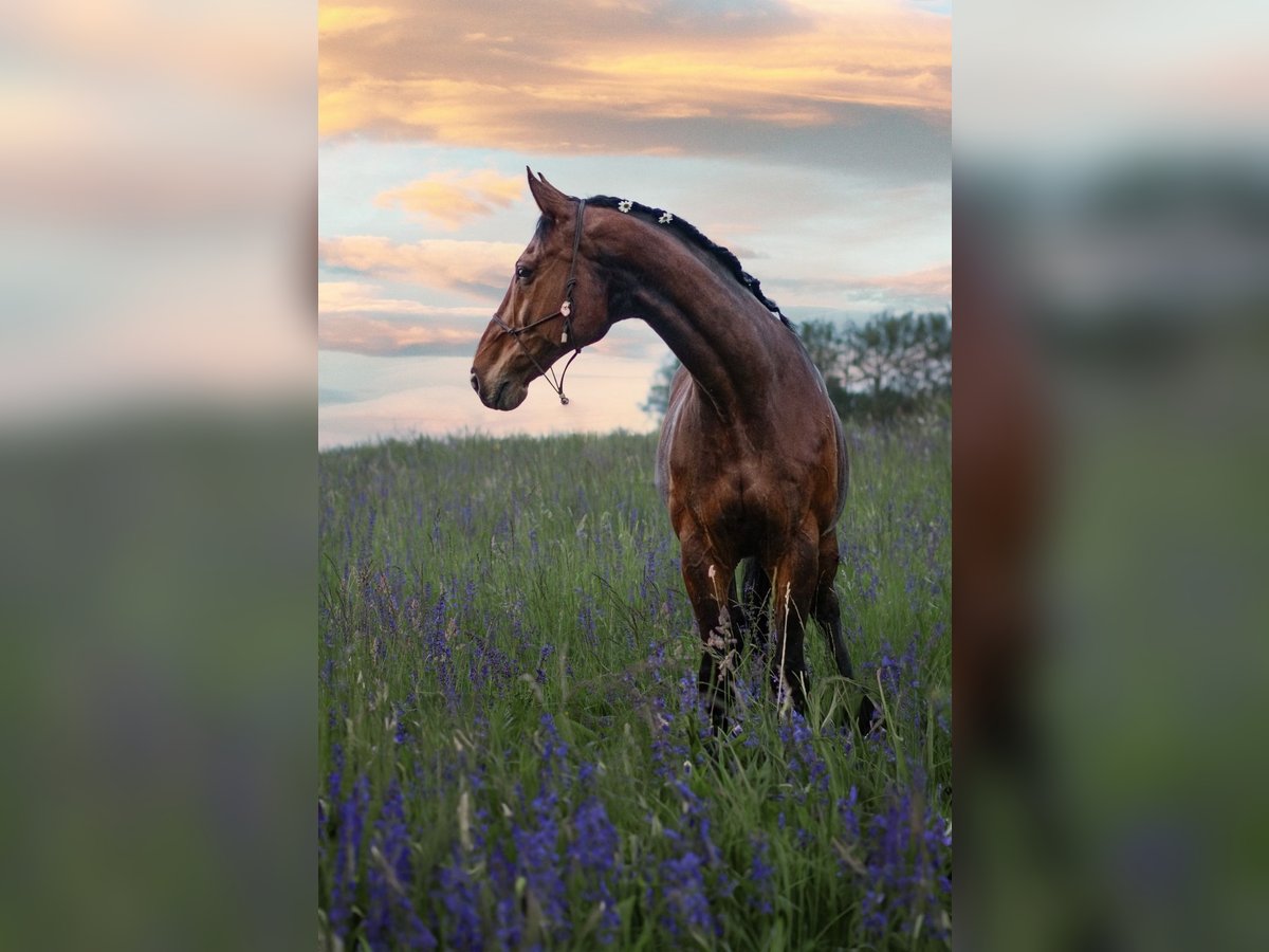 KWPN Gelding 13 years 17,2 hh Brown in Allensbach