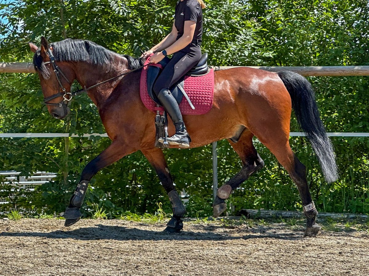 KWPN Gelding 14 years 15,3 hh in Graz