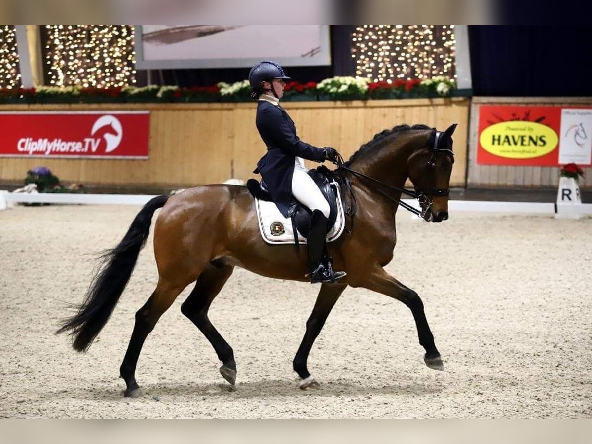 KWPN Gelding 14 years 16,1 hh Brown in Brecht