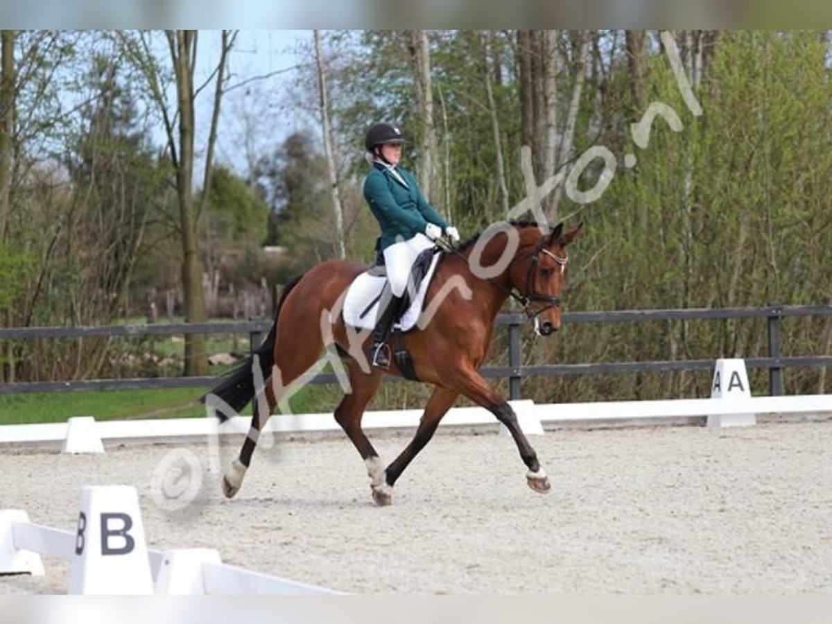 KWPN Gelding 14 years 16,1 hh Brown in Garching bei München