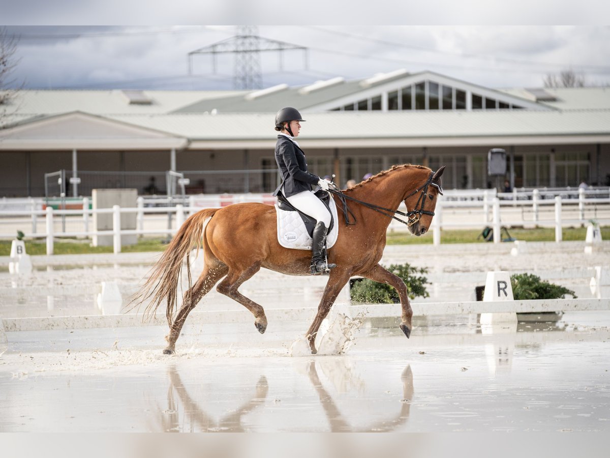 KWPN Gelding 14 years 16,1 hh Chestnut-Red in Leithaprodersdorf