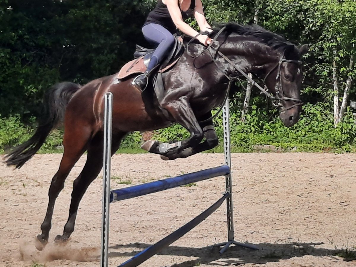 KWPN Gelding 14 years 16,1 hh Smoky-Black in Pemfling