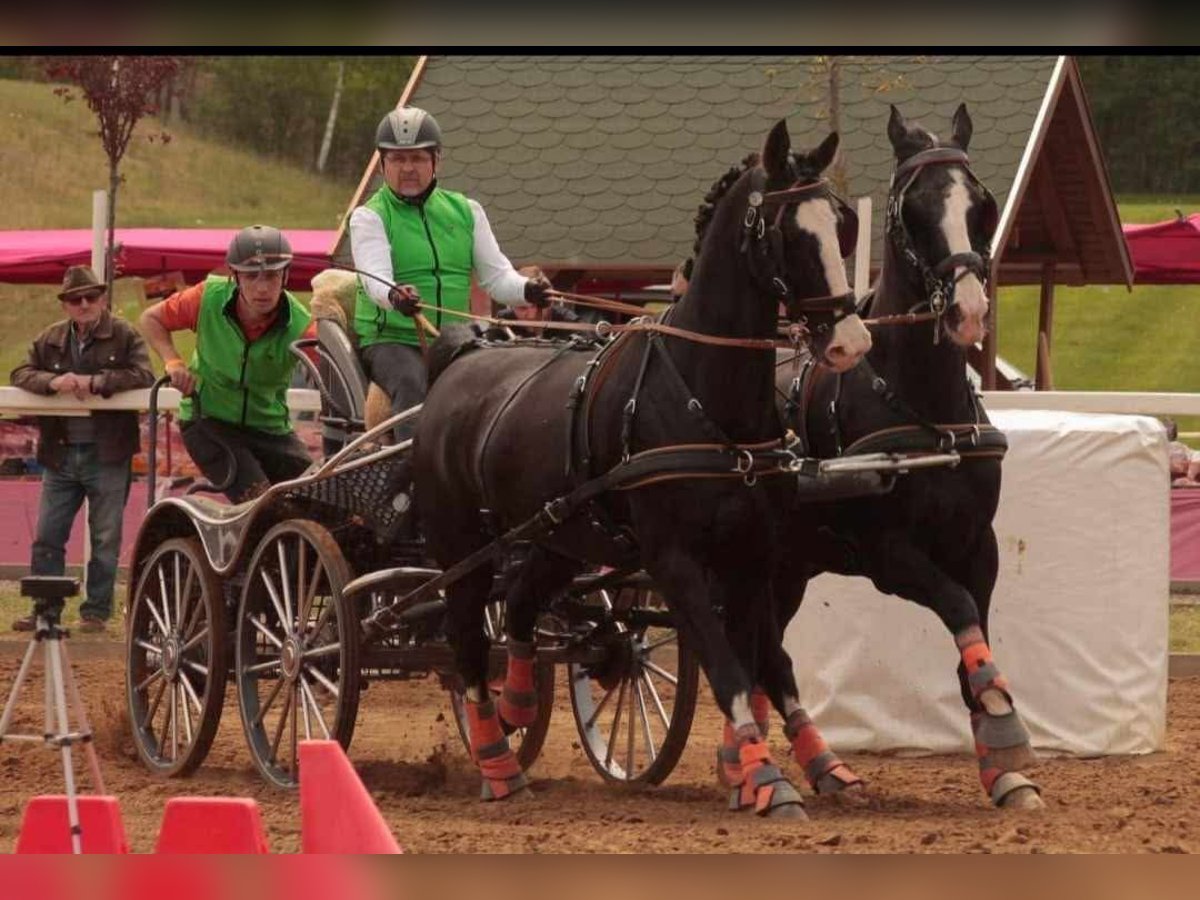 KWPN Gelding 14 years 16,2 hh Black in Gyula