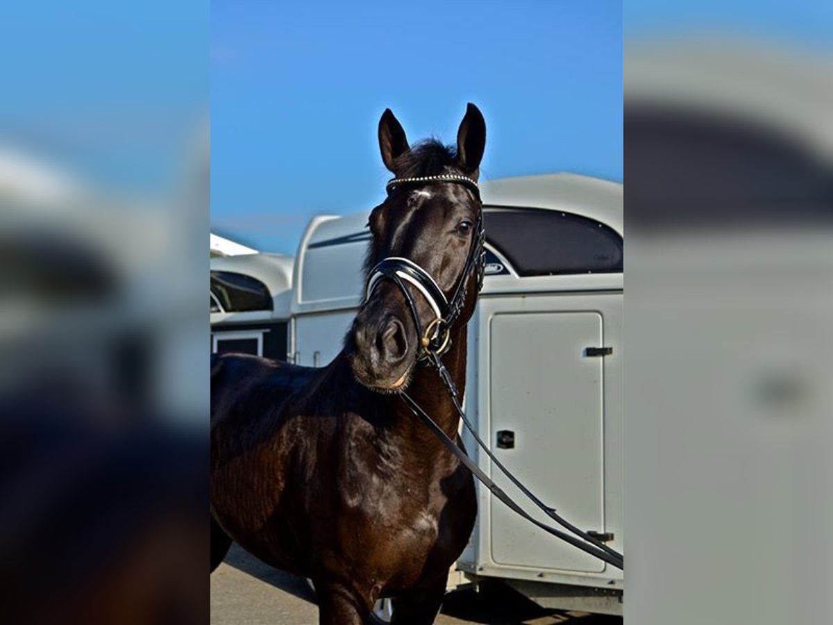 KWPN Gelding 14 years 16,2 hh Black in Alkmaar