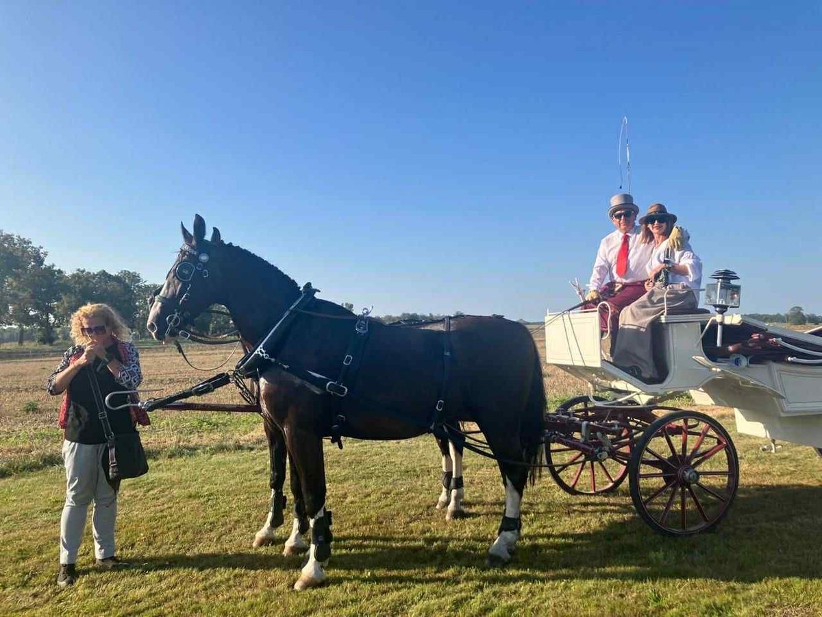 KWPN Gelding 14 years 16,3 hh Black in krajenka