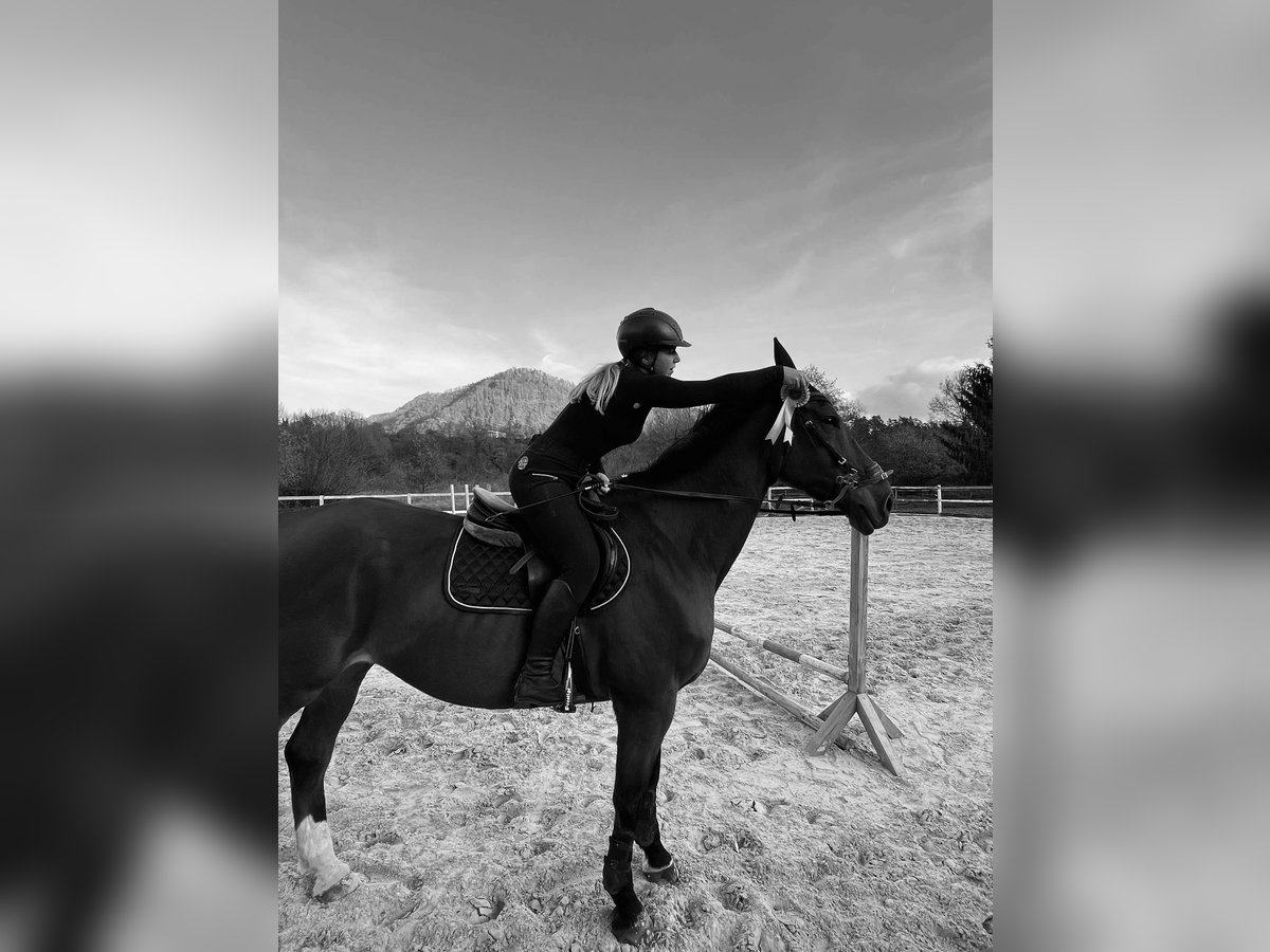 KWPN Gelding 14 years 17,2 hh Bay in Dravograd