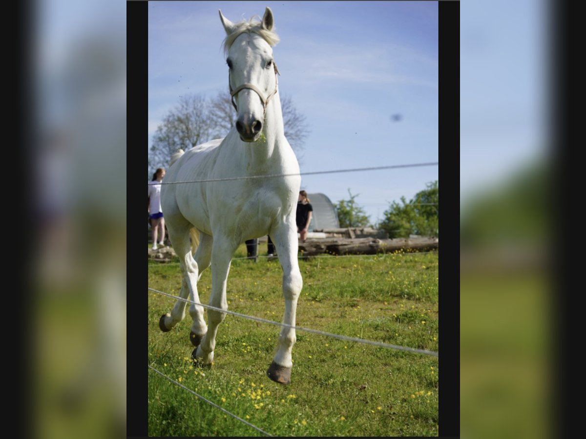 KWPN Gelding 14 years 17,2 hh Gray in Bayreuth