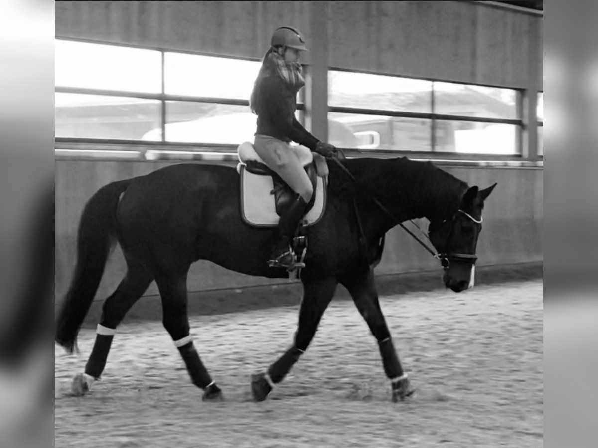 KWPN Gelding 14 years 17,2 hh in Allensbach