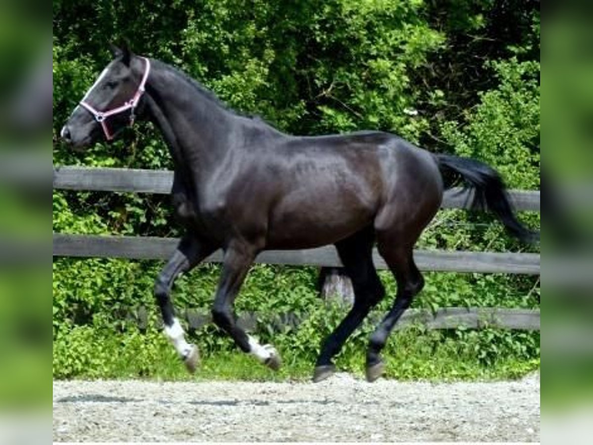 KWPN Gelding 14 years 17 hh Black in Poligono Industrial Aimayr