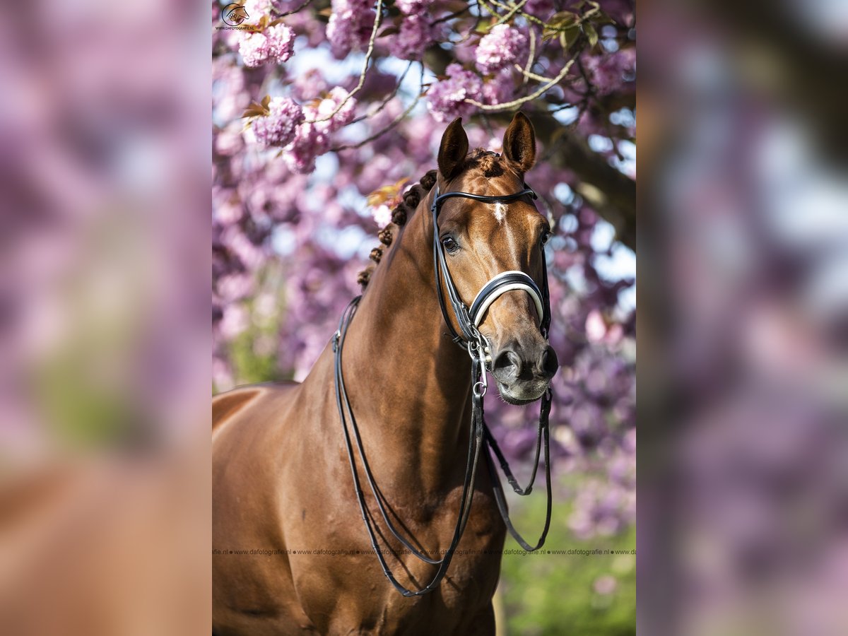 KWPN Gelding 15 years 16,2 hh Chestnut-Red in Ammerzoden