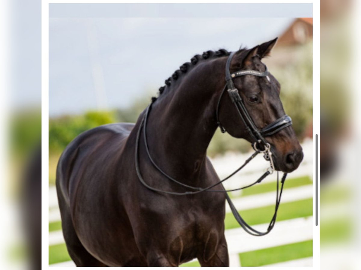 KWPN Gelding 15 years 16 hh Black in Prague