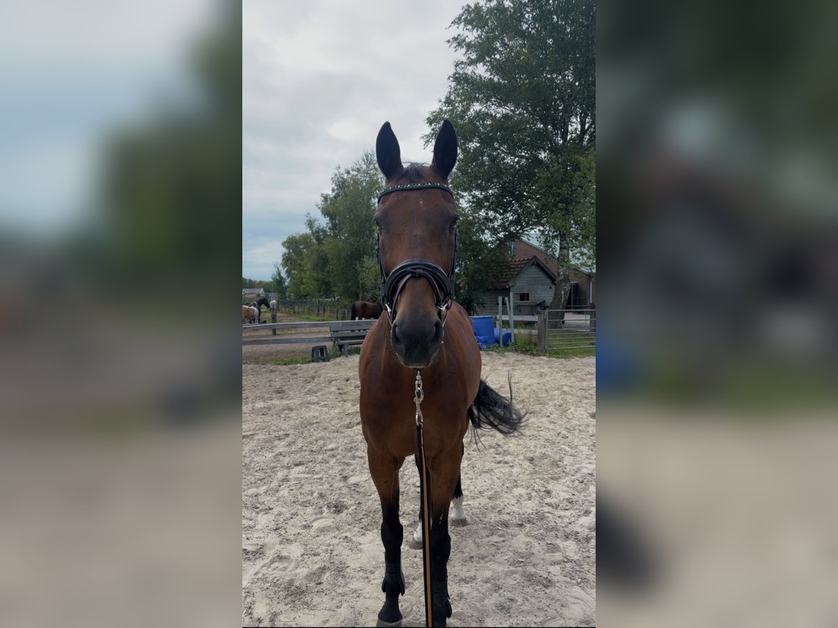 KWPN Gelding 15 years 16,1 hh Brown in Veldhoven KWPN Gelding 15 years 16,1 hh Brown in Veldhoven