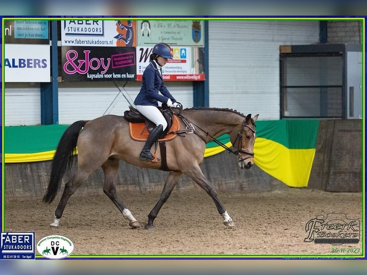 KWPN Gelding 15 years 16,2 hh Brown in Wedde