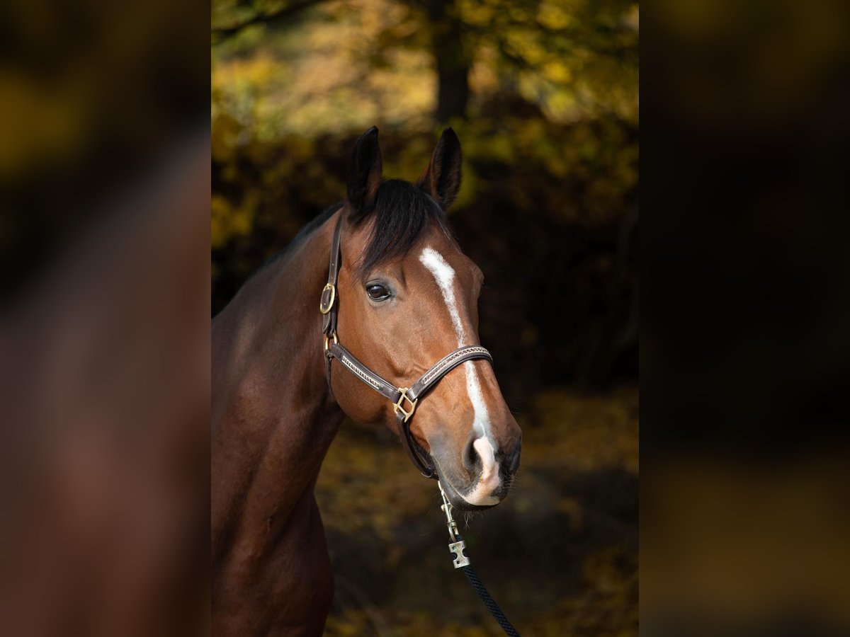KWPN Gelding 15 years 16,2 hh Brown-Light in Senec