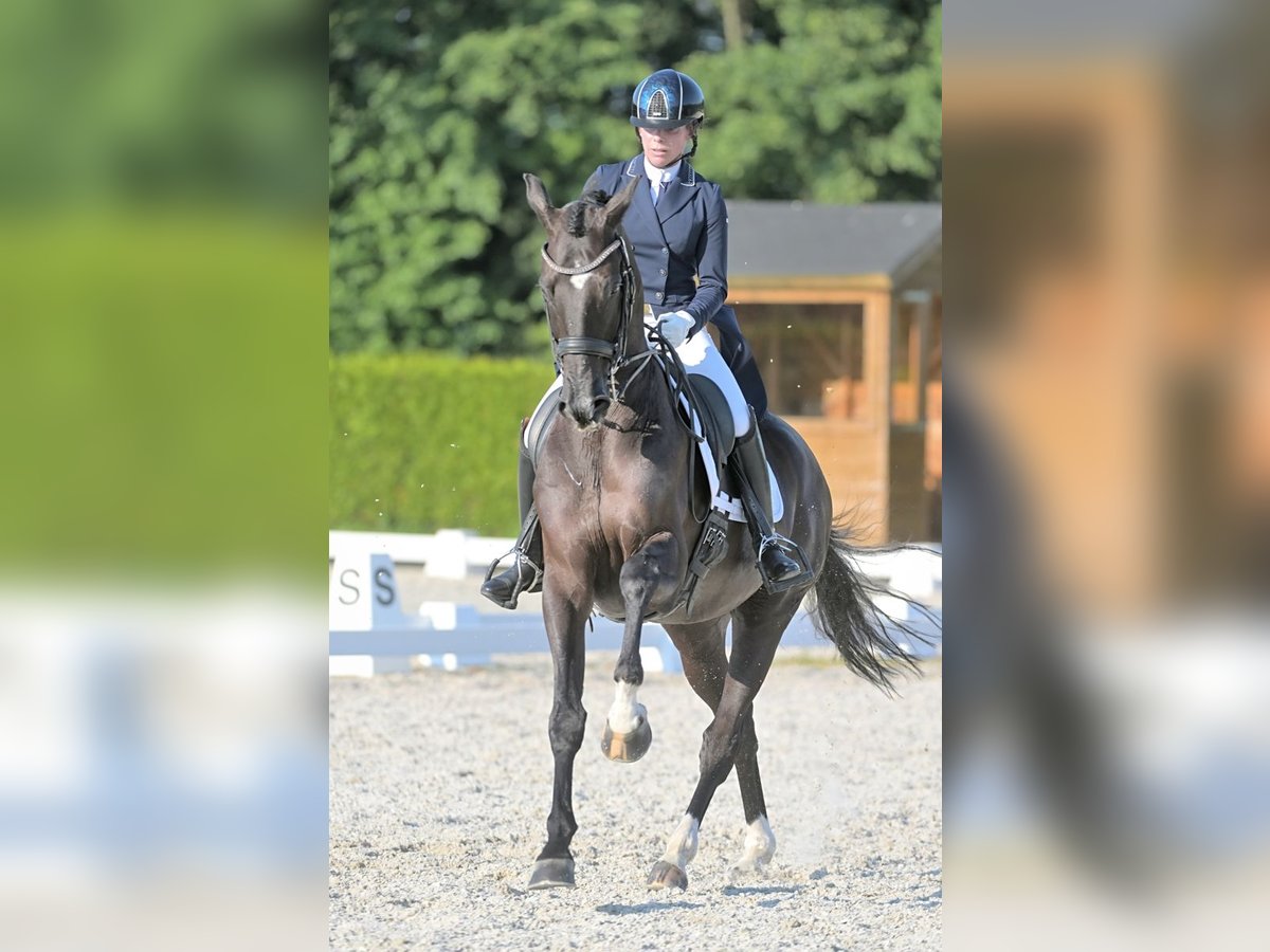 KWPN Gelding 15 years 17 hh Black in Ammerzoden