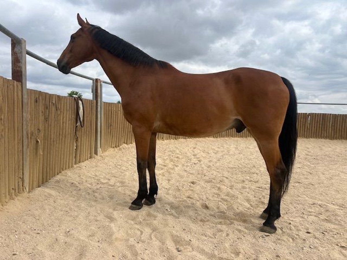 KWPN Gelding 15 years 17 hh Brown-Light in Poligono Industrial Aimayr