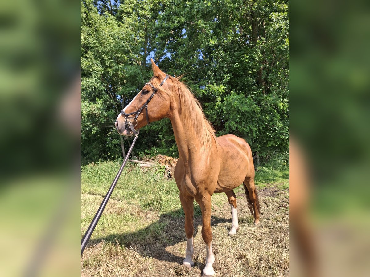 KWPN Gelding 15 years 17 hh Chestnut-Red in Elst utrecht