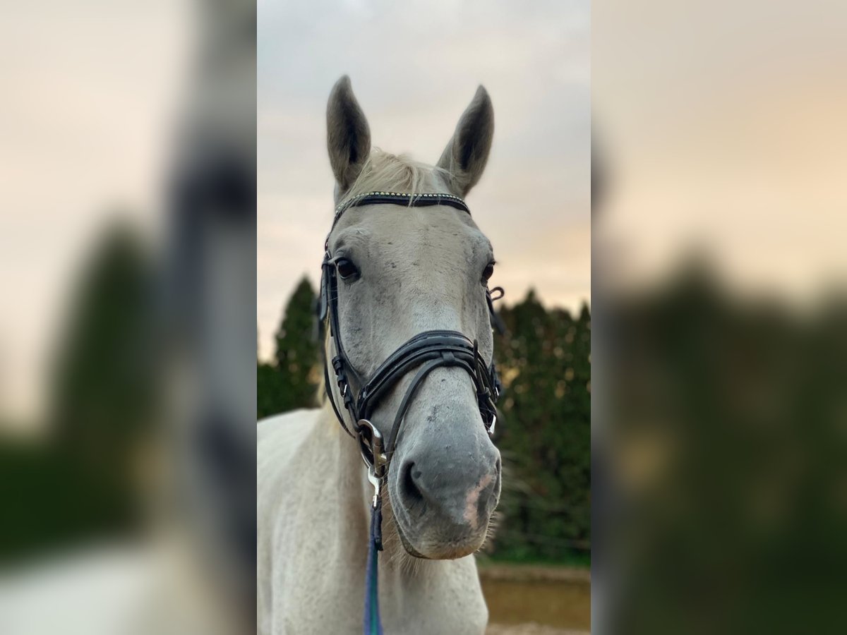 KWPN Gelding 15 years 17,2 hh in Kleinbundenbach KWPN Gelding 15 years 17,2 hh in Kleinbundenbach