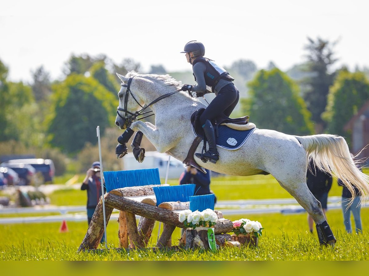 KWPN Gelding 16 years 15,3 hh Grey in Lilli