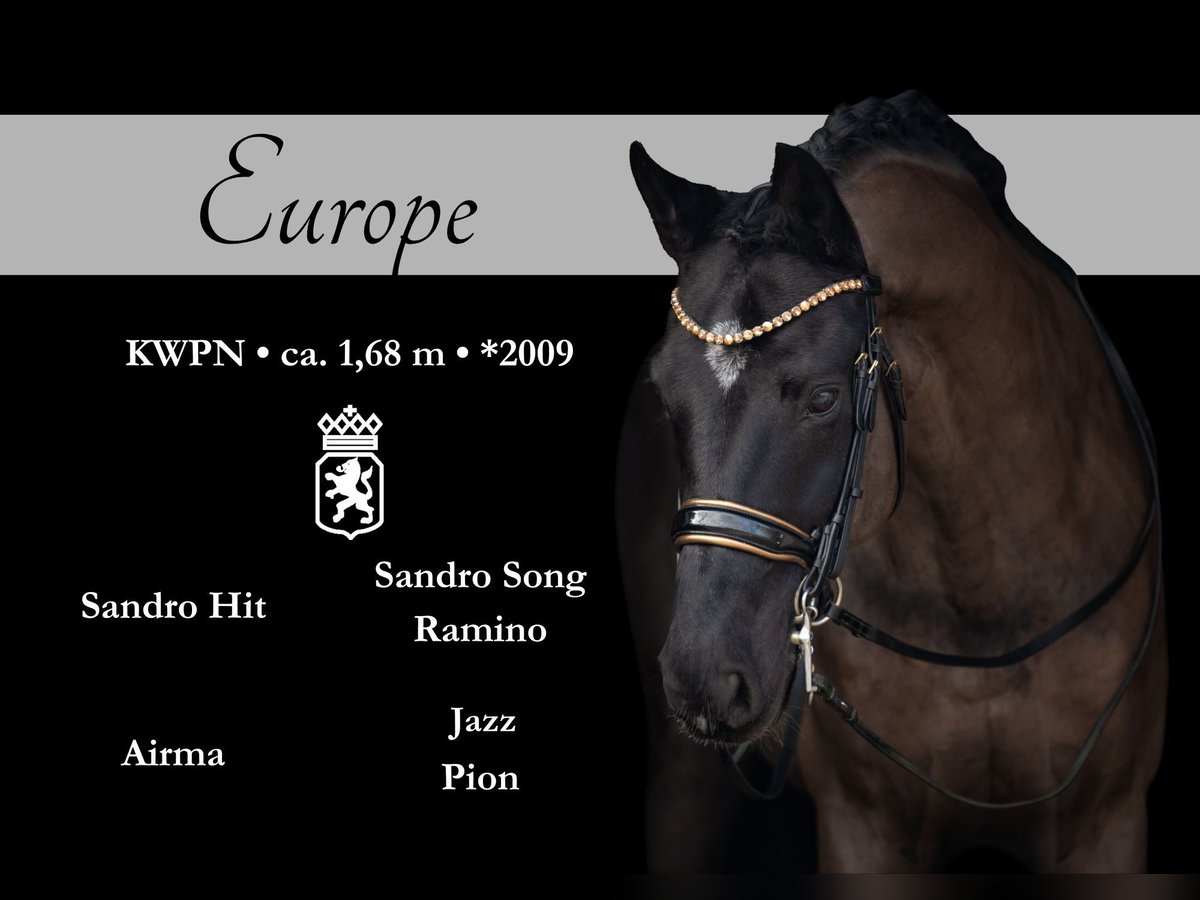 KWPN Gelding 16 years 16,1 hh Black in Wehringen