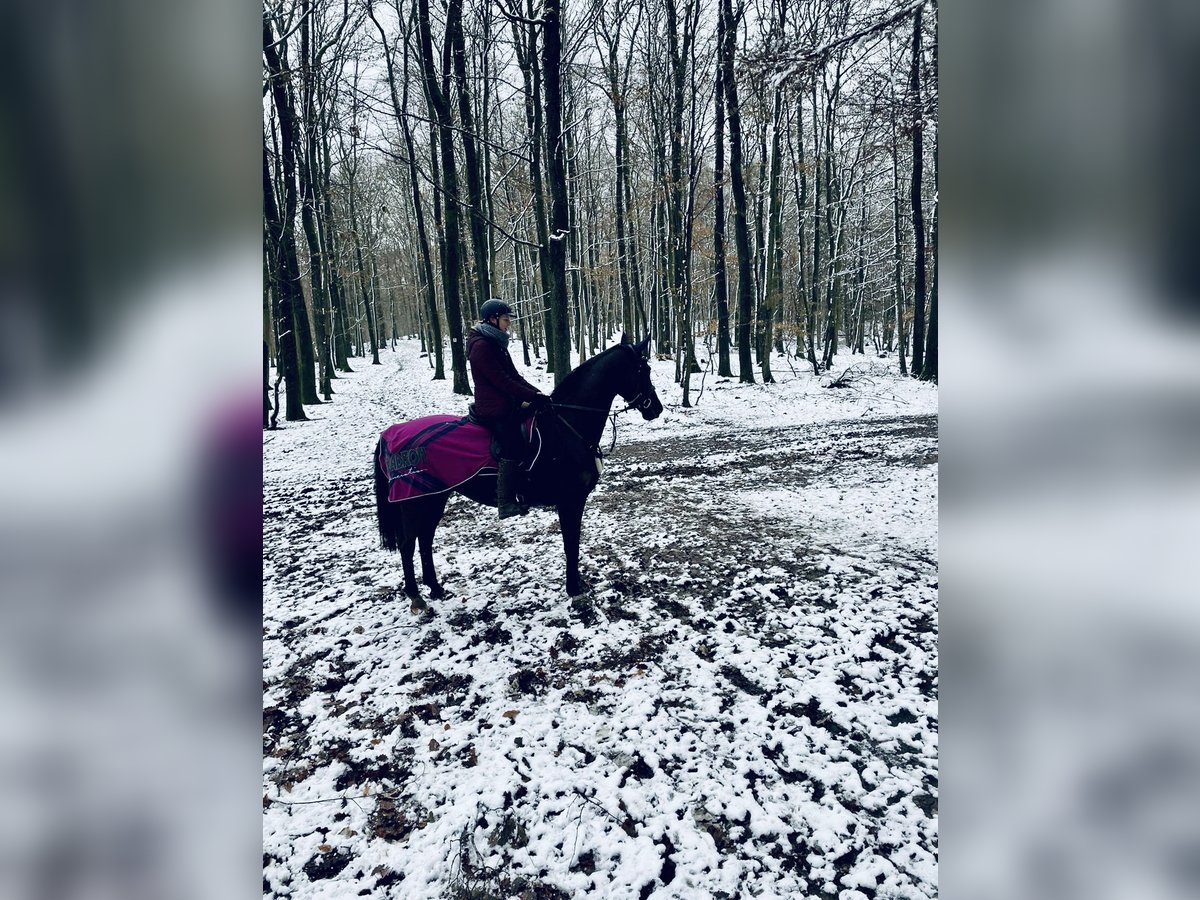 KWPN Gelding 16 years 16,1 hh Black in Trier