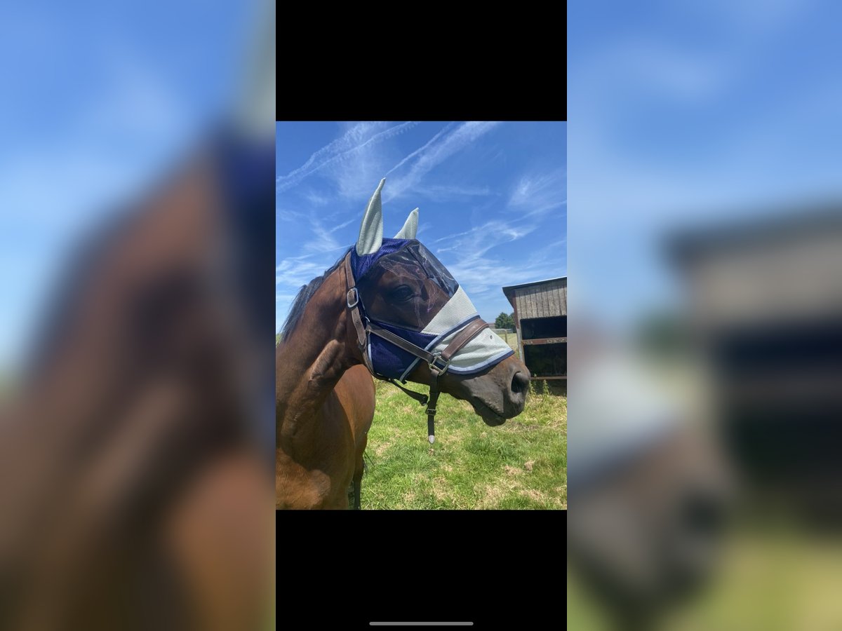 KWPN Gelding 16 years 16 hh Bay in Rumbeke