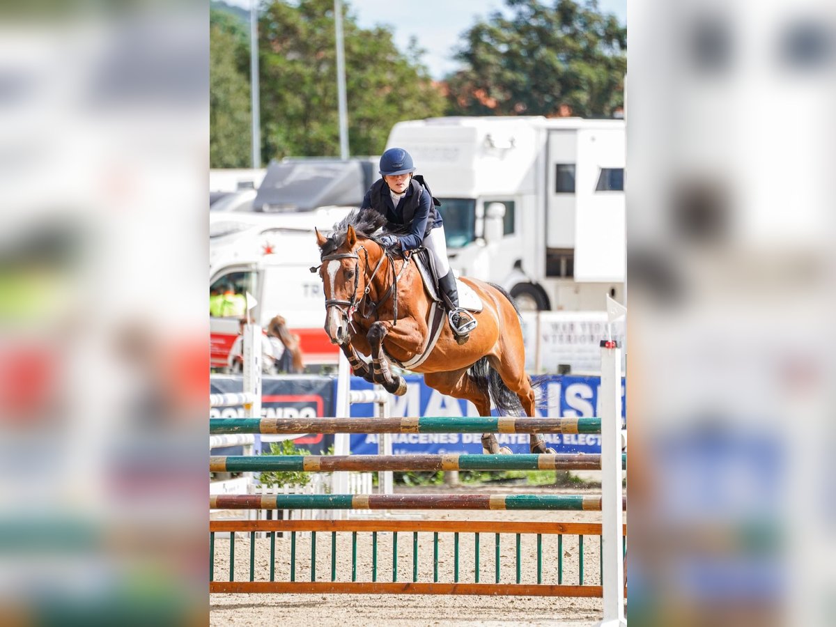 KWPN Gelding 16 years 16 hh Brown in Moraleja Del Vino KWPN Gelding 16 years 16 hh Brown in Moraleja Del Vino