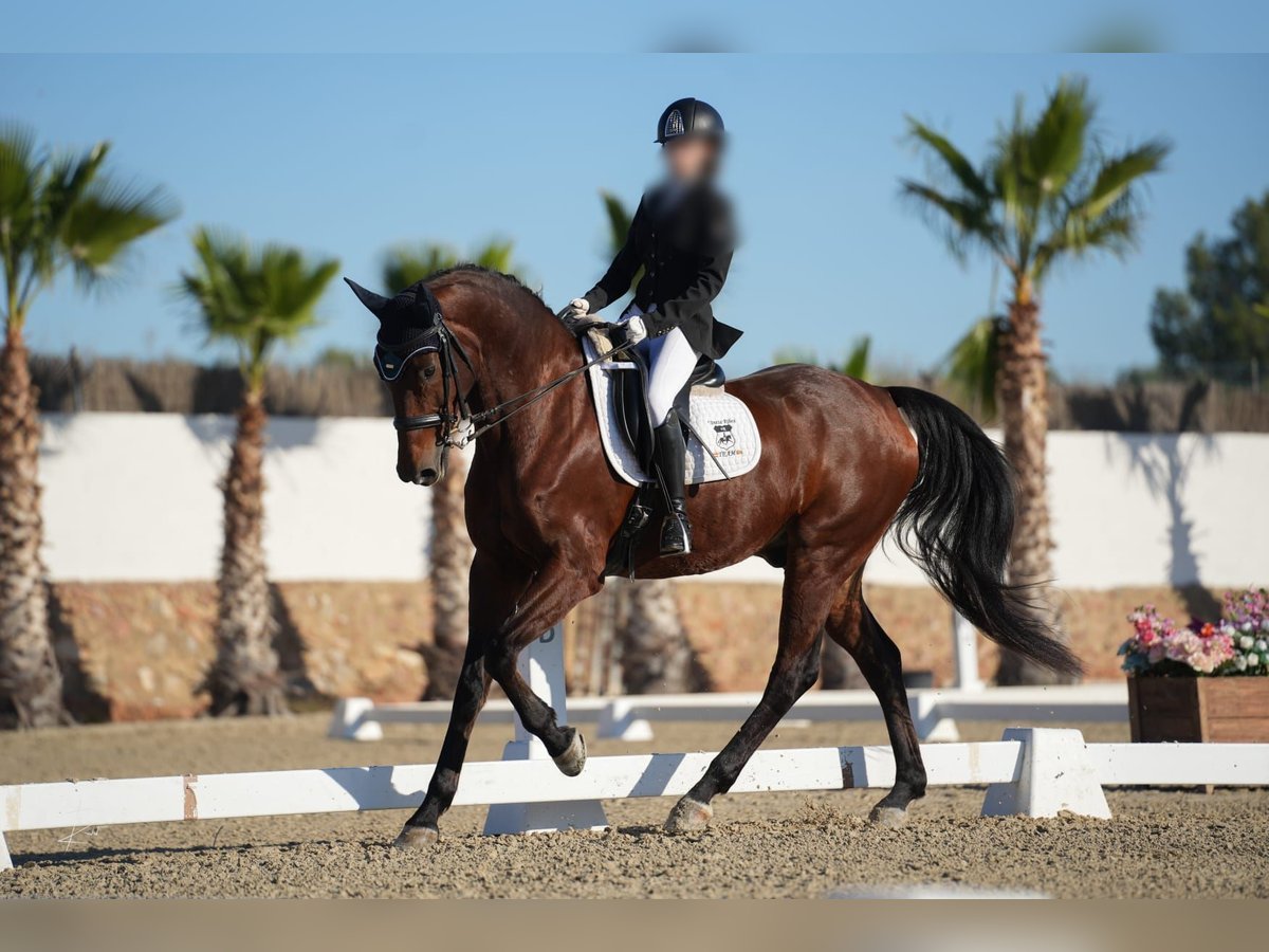 KWPN Gelding 17 years 16,1 hh Brown in Valencia