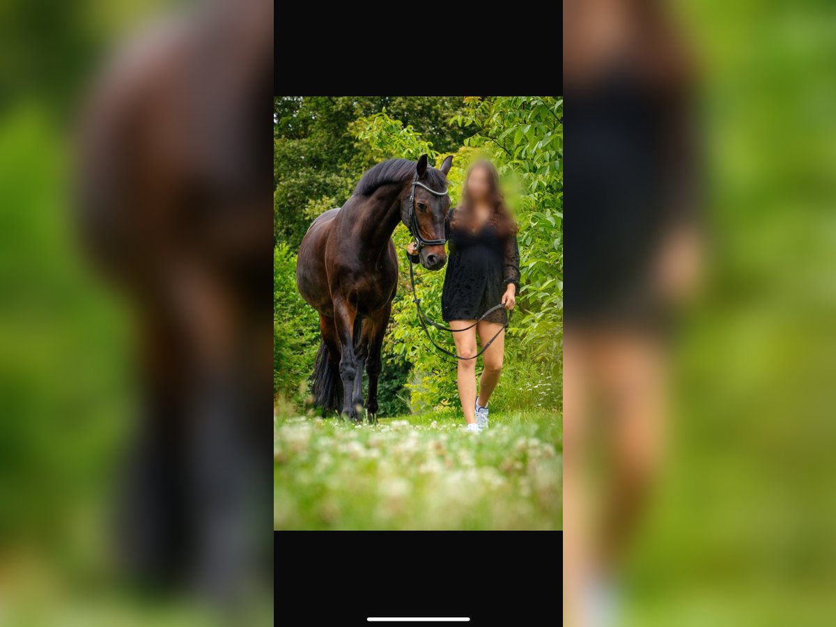 KWPN Gelding 17 years 16 hh Bay-Dark in Dinxperlo