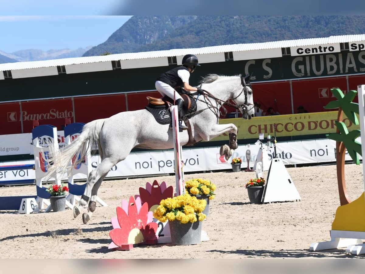 KWPN Gelding 17 years 16 hh Grey in Giubiasco