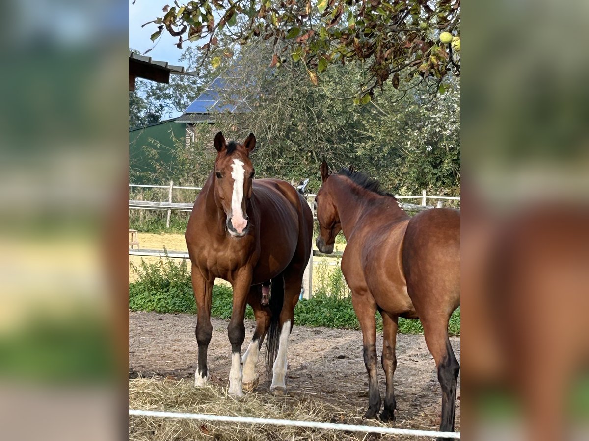 KWPN Gelding 17 years 17 hh Brown in Willich