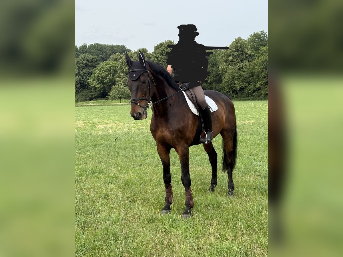 KWPN Gelding 17 years 17,1 hh Brown in M&#xF6;nchengladbach