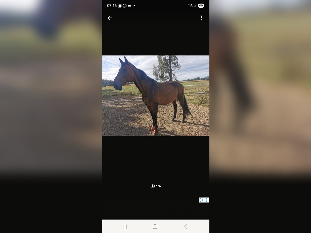 KWPN Gelding 17 years 17,3 hh Brown in Rahden