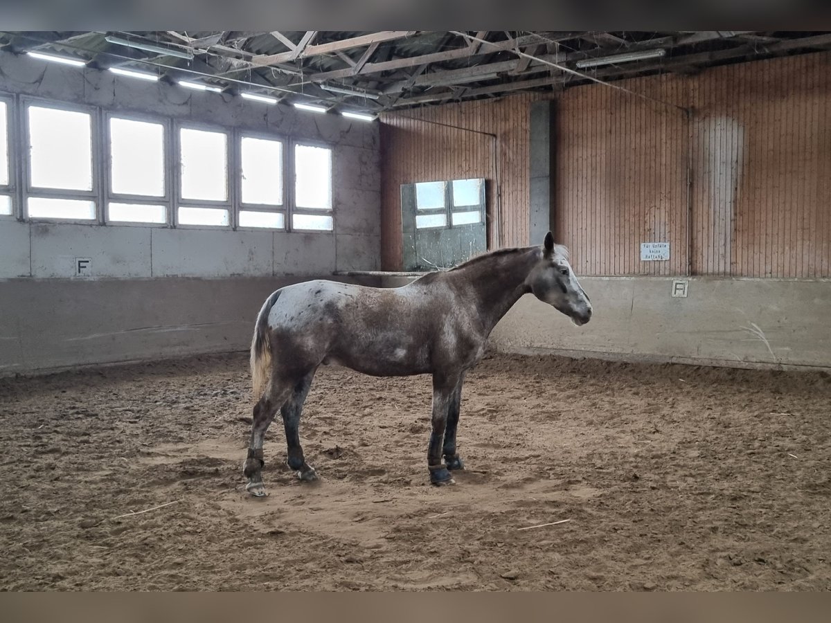 KWPN Gelding 19 years 16,1 hh in Zülpich