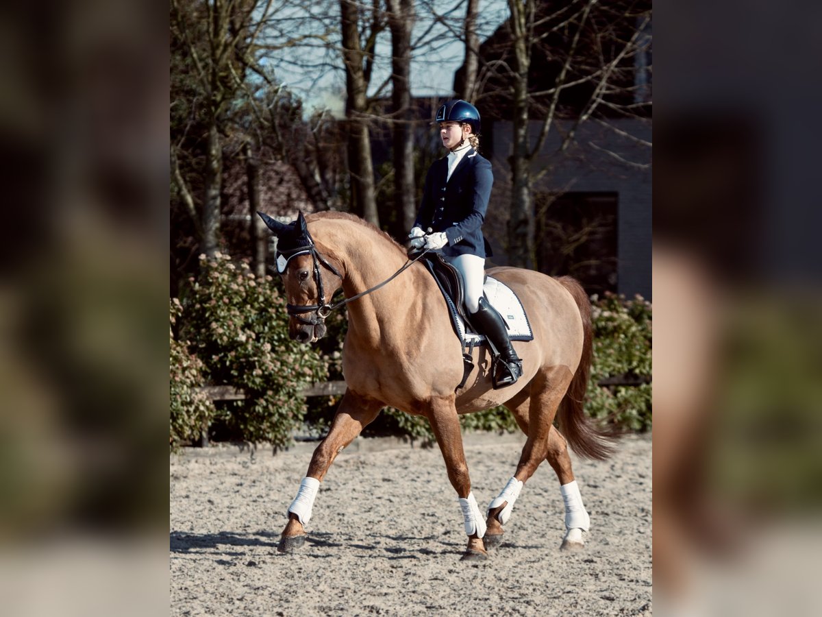 KWPN Gelding 19 years 16,2 hh Sorrel in Leusden