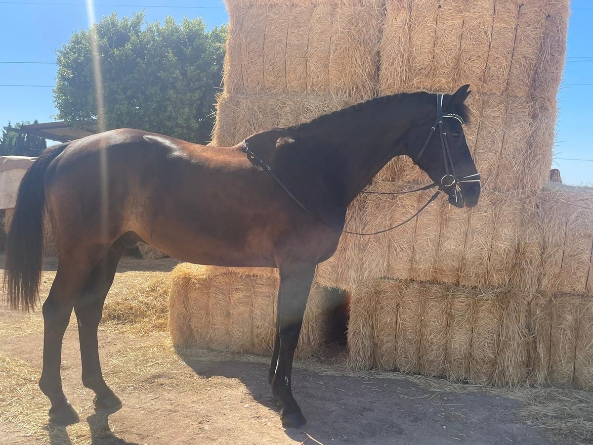 KWPN Gelding 19 years 17 hh Black in Calavera, La (Santiago De La Rivera)San javier