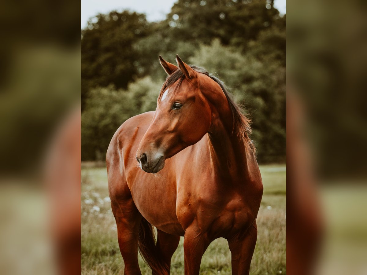 KWPN Gelding 1 year 16 hh Brown in Kring van Dorth
