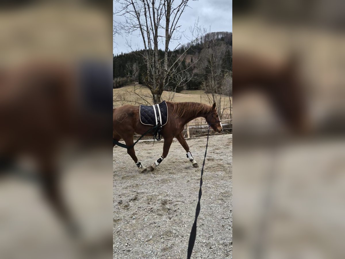 KWPN Gelding 21 years 17,1 hh Chestnut-Red in Türnitz