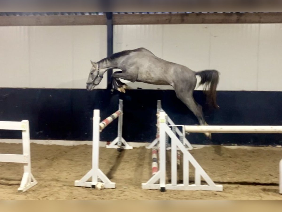 KWPN Gelding 2 years 15,3 hh Gray in Bladel