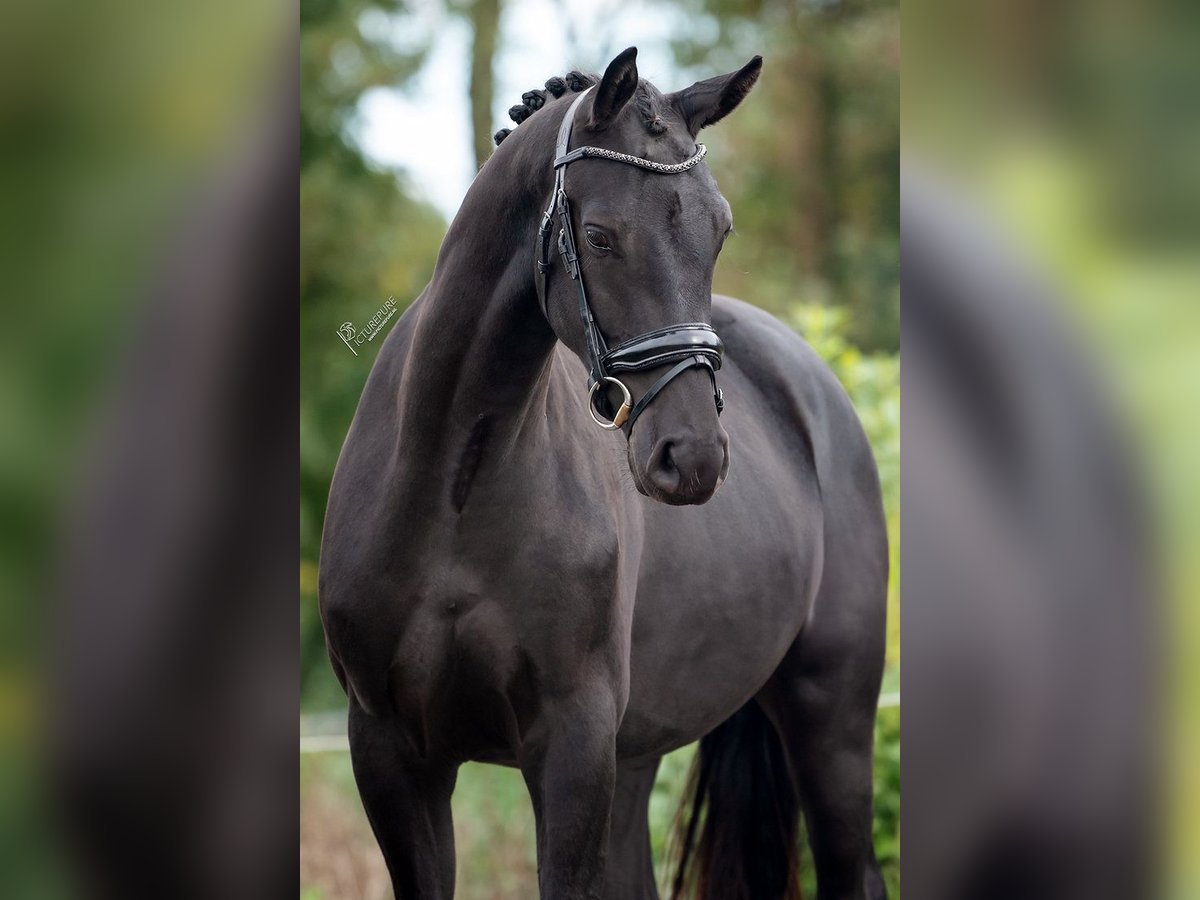 KWPN Gelding 2 years 16 hh Black in Weert