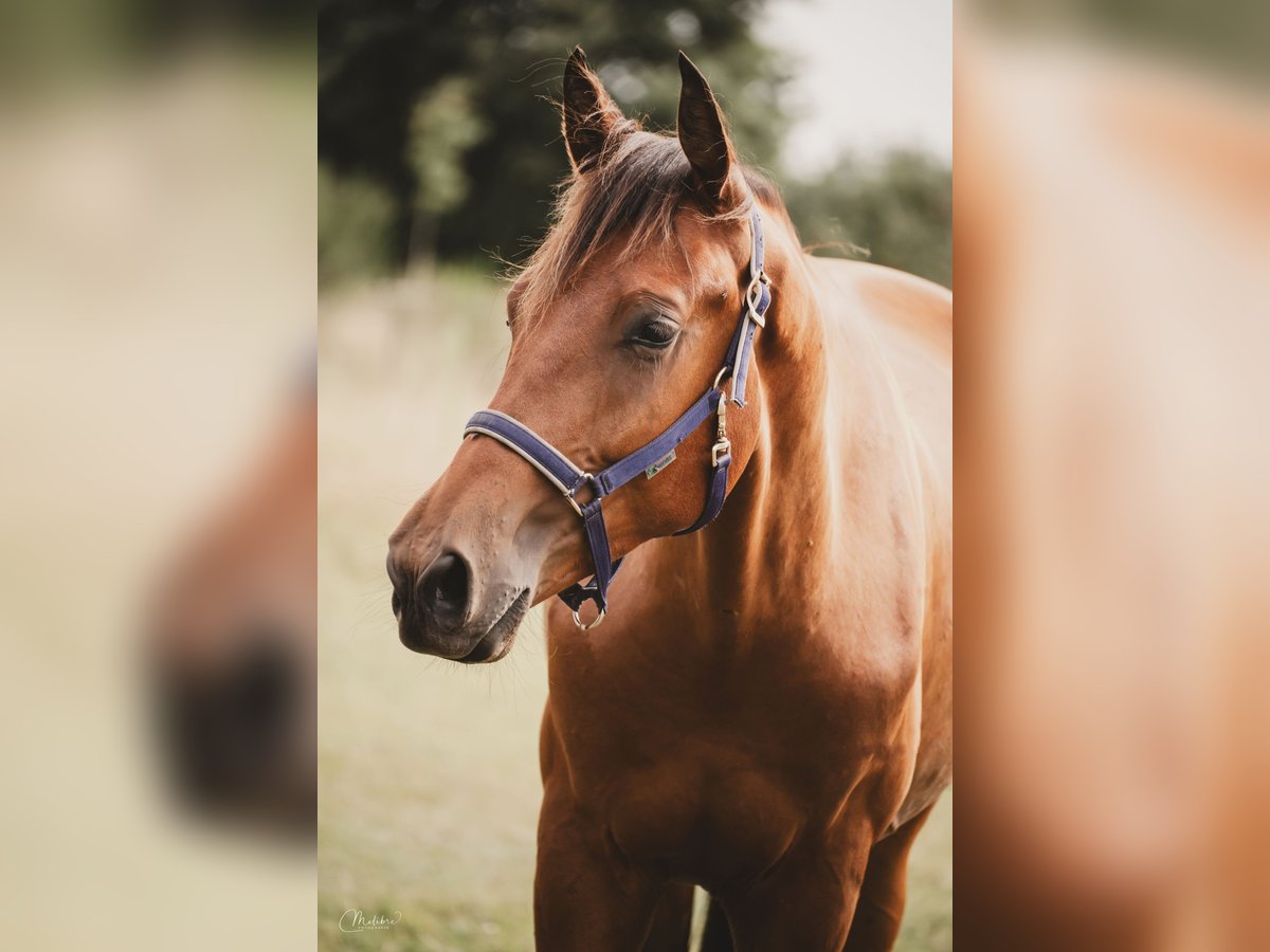 KWPN Gelding 2 years 16 hh Brown in Cromvoirt